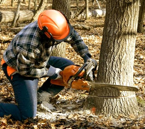 Tree Removal in Bowie, TX